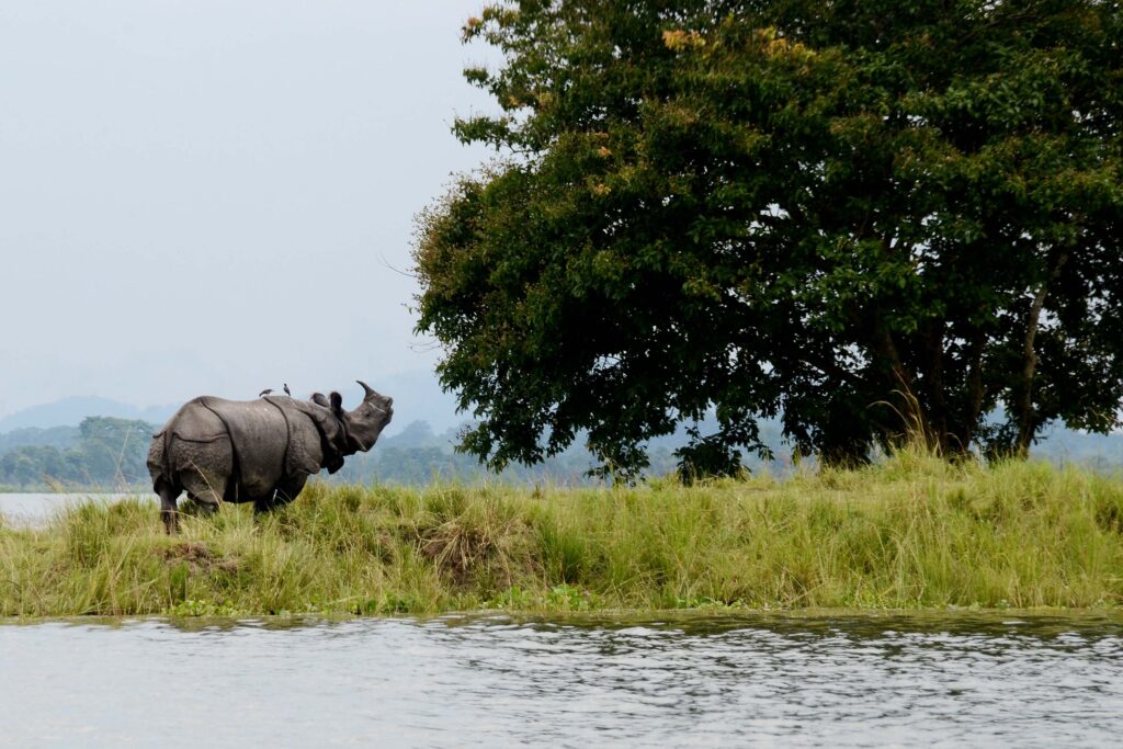 picnic spot in assam-kaziranga national park